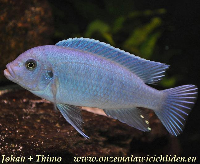 malawi cichliden soorten malawi cichliden soorten